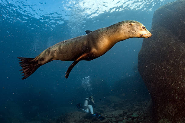 istock Puppy sea lion underwater looking at you 511866070