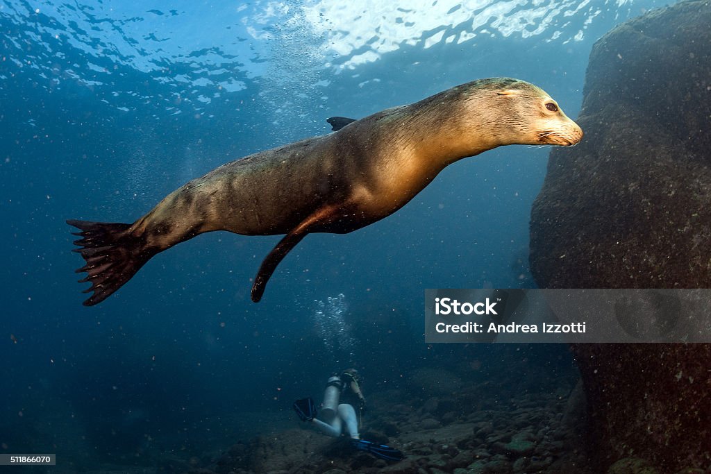 Puppy sea lion underwater looking at you Puppy californian sea lion seal coming to you to have fun and play Animal Stock Photo