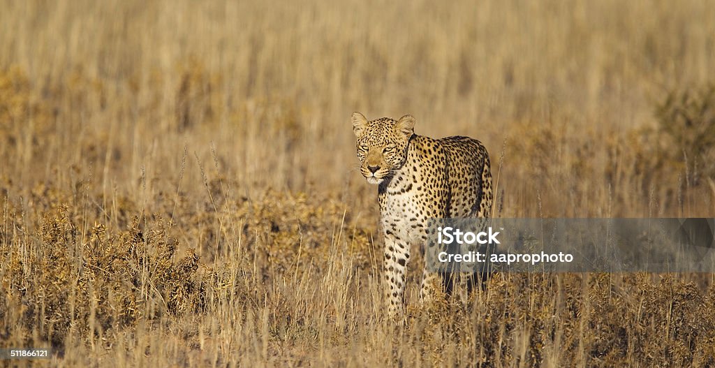 Leopard in grass A female Leopard walking in parched grass in the Kalahari Desert, Kgalagadi Transfrontier Park, South Africa Africa Stock Photo