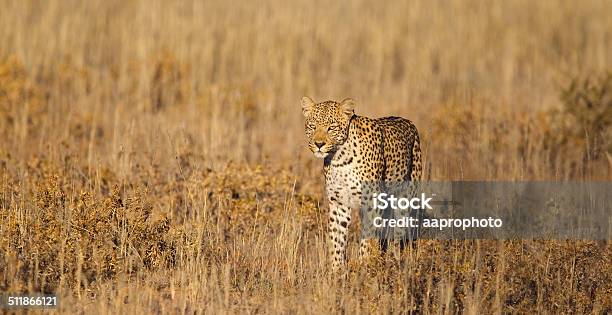 Leopard In Grass Stock Photo - Download Image Now - Africa, Animal, Animal Wildlife