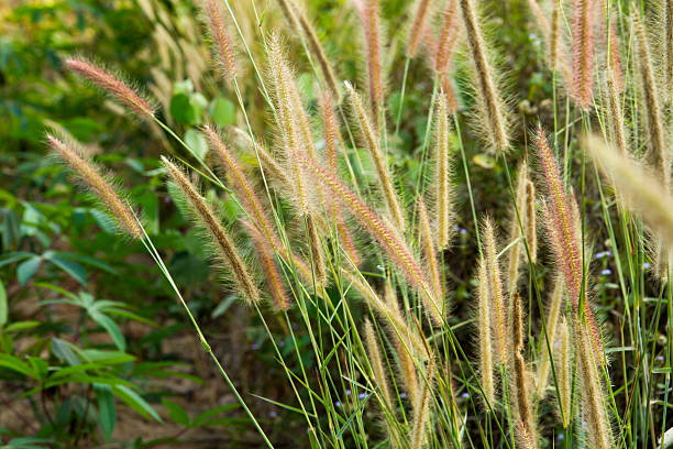 istock Wild field of grass on sunset, soft sun rays 511867060