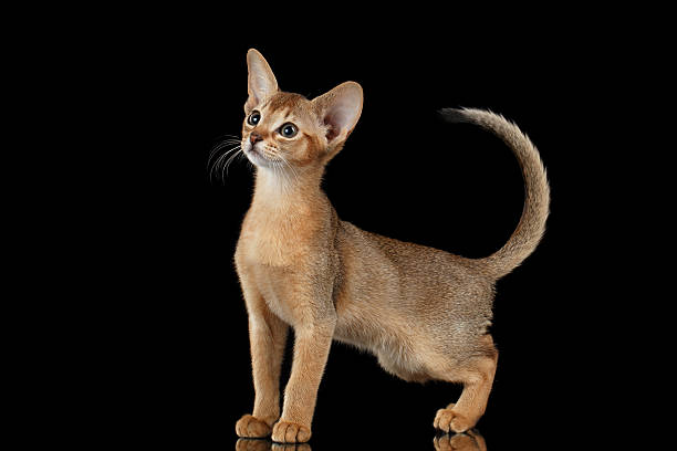 istock Standing Abyssinian Kitten Looking at left and Raising up tail 511867742