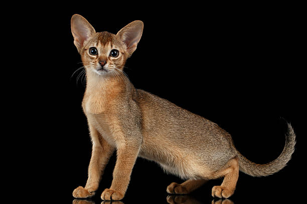 istock Standing Abyssinian Kitten and Looking in Camera isolated on black 511867782