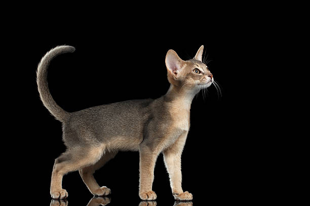 istock Standing Abyssinian Kitten Looking at right and Raising up tail 511868004