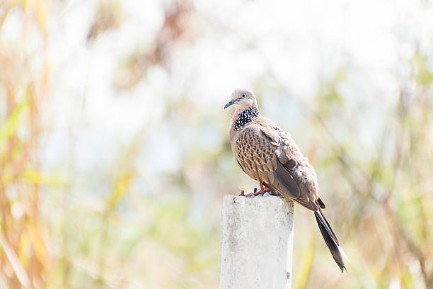 istock Spotted Dove standing on Concrete poles 511868010