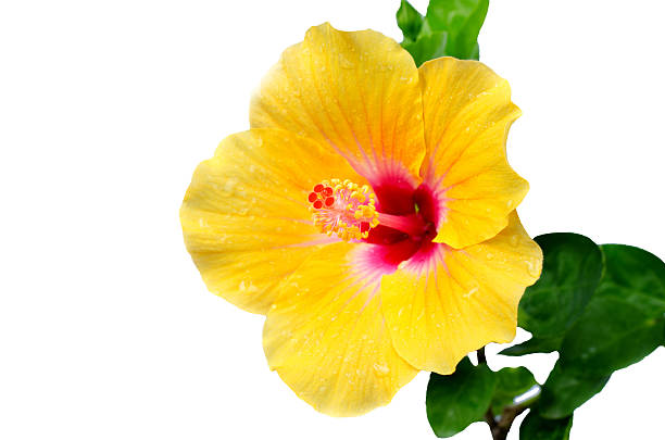 istock beautiful closeup Yellow Flowers with green leaf 511868045