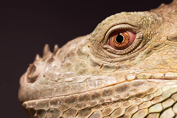 istock Close-up of a green iguana resting 511868204