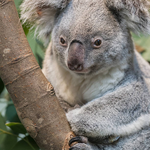 istock Close-up of a koala bear 511868266