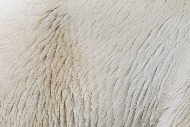 nahaufnahme eines polarbear - polar bear bear white close up stock-fotos und bilder
