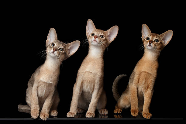istock Three Cute Abyssinian Kittens Sitting isolated black 511868322