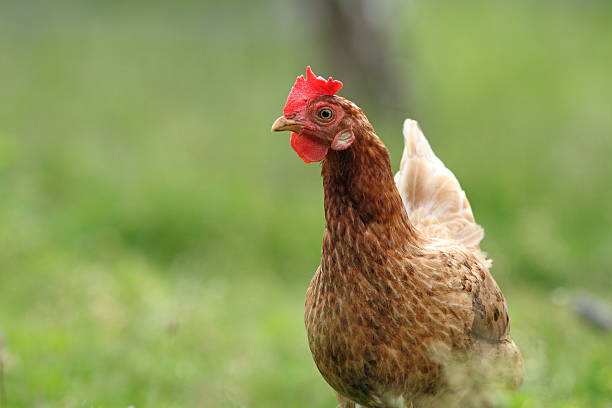istock brown hen image in the garden 511868453