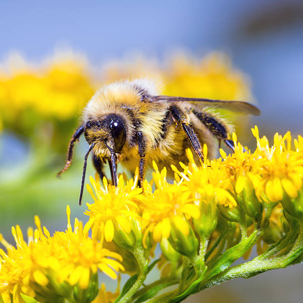 istock Bumblebee on a yellow flower 511869123