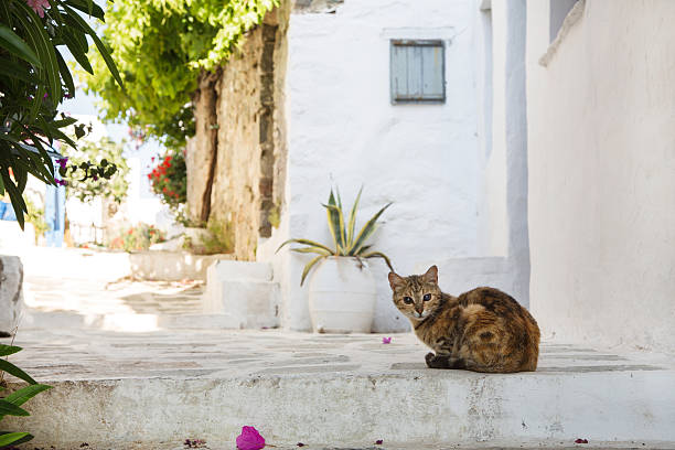 istock Typical on the cyclades: wild cats on the road. 511869275