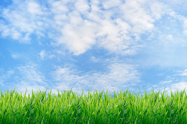 istock Green grass field with blue sky background 511869674
