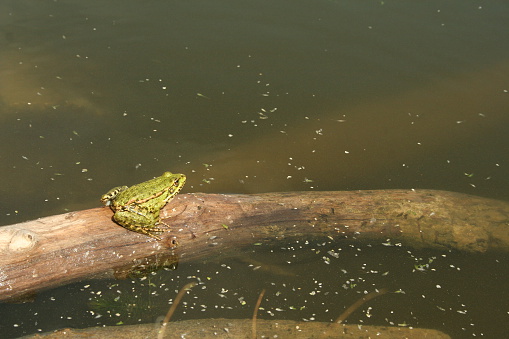 Close up image of an American bullfrog on the edge of a pond outdoors