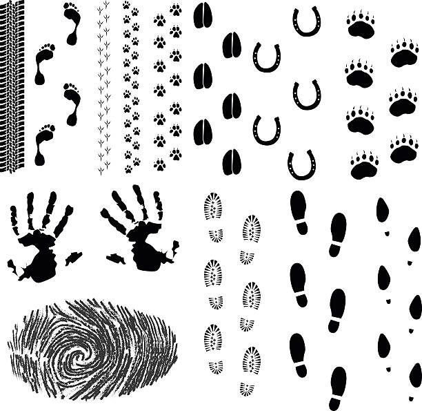 Foot prints Collection of some footprints and tracks. high heel footprint stock illustrations