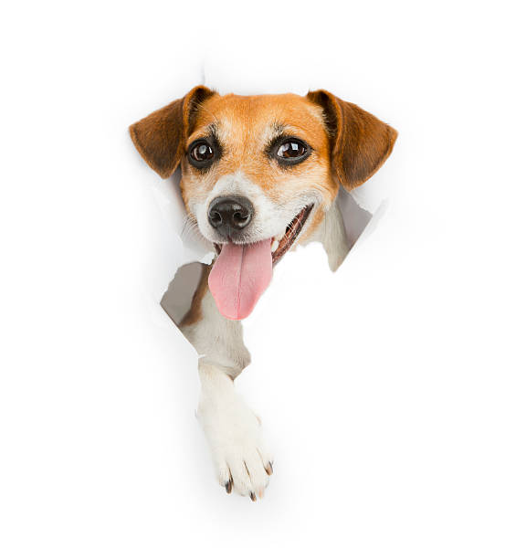 istock small pet breaks through the banner 511870381