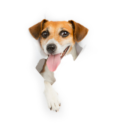 smiling dog looking out from a hole in a paper poster advertising placard. White place for your text