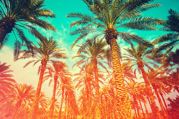istock Vintage date palm trees plantation 511870628