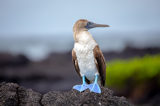 Blue Footed Booby - Galapagos - Ecuador