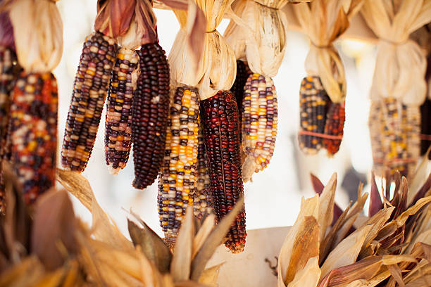 인도어 옥수수 연속 - corn on the cob corn dry dried food 뉴스 사진 이미지