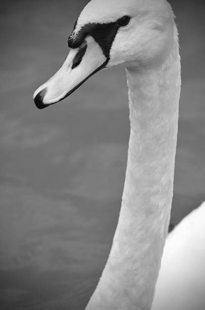 istock Swan head with water in the background 511871099