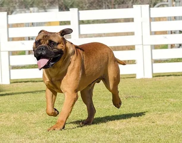 A portrait view of a young, beautiful red fawn, medium sized Bullmastiff dog walking on the grass. The Bullmastiff is a powerfully built animal with great intelligence and a willingness to please.