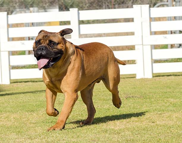 bullmastiff собака - show dog стоковые фото и изображения