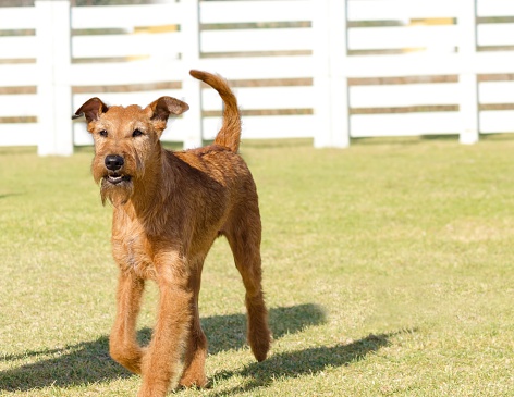 A profile view of a young, beautiful, red, tan Irish Terrier walking on the grass. The Irish red terrier is a medium sized dog, has small v shaped folding ears and thick, wiry golden wheaten coat and long whiskers and bearded muzzle.