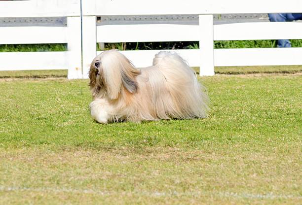 lhasa apso - lhasa apso - fotografias e filmes do acervo