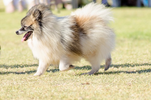A small young beautiful fluffy white, black, brown, orange Miniature German Spitz walking on the grass. Deutscher Spitz dog has a wold like head, high erect triangular ears and tail curled over the back.