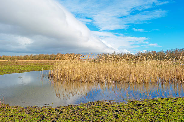 istock Shore of a lake in sunlight in winter 511873110