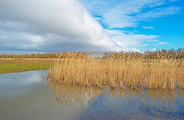 istock Shore of a lake in sunlight in winter 511873162