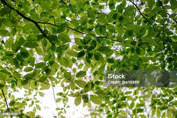 Tree Canopy Stock Photo - Download Image Now - Tree Canopy, Backgrounds, Directly Below