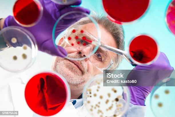 Senior Life Science Researcher Grafting Bacteria Stock Photo - Download Image Now - Science, Blood, Petri Dish