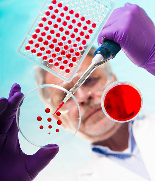 Senior life science researcher grafting bacteria. Focused senior life science professional grafting bacteria in the pettri dishes.  Lens focus on the agar plate. laboratory bacterium petri dish cell stock pictures, royalty-free photos & images