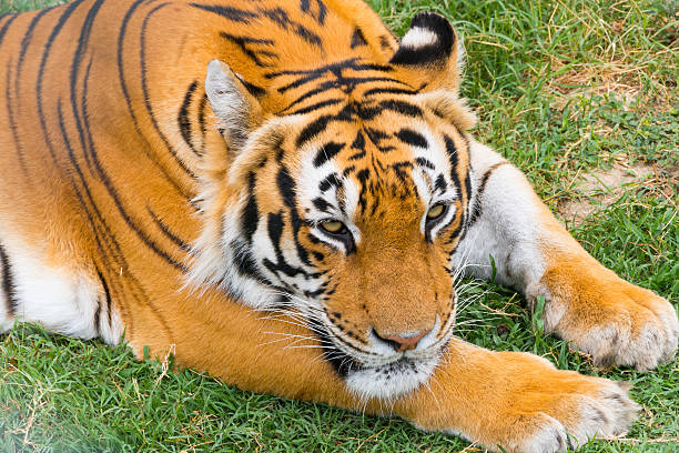 tigre recostarse en el césped - tiger bengal tiger circus black fotografías e imágenes de stock