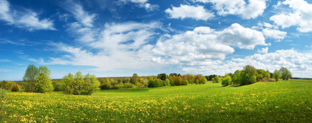 terrain avec dandelions et ciel bleu - grass sky cloudscape meadow photos et images de collection