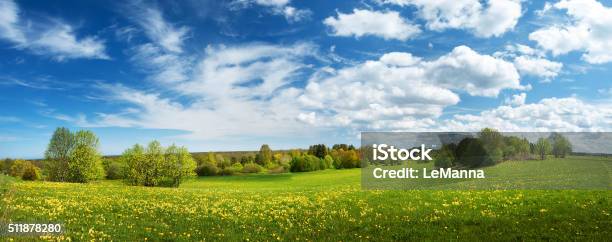 Field With Dandelions And Blue Sky Stock Photo - Download Image Now - Agricultural Field, Flower, Public Park
