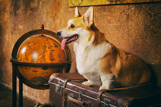 istock Welsh corgi pembroke sitting on a brown box 511879320