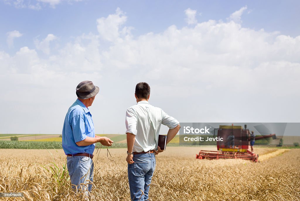 Business Partner auf Weizen Feld - Lizenzfrei Bauernberuf Stock-Foto