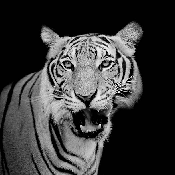 istock Black and White Tiger looking his prey 511879666