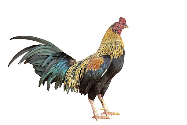 istock closeup of rooster isolated on white 511880638