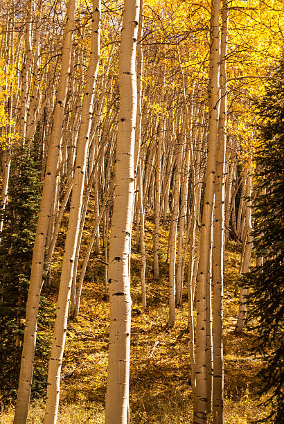 Tangle of Aspens Aspen Trees in Colorado high country aspen tree grove tree stand stock pictures, royalty-free photos & images