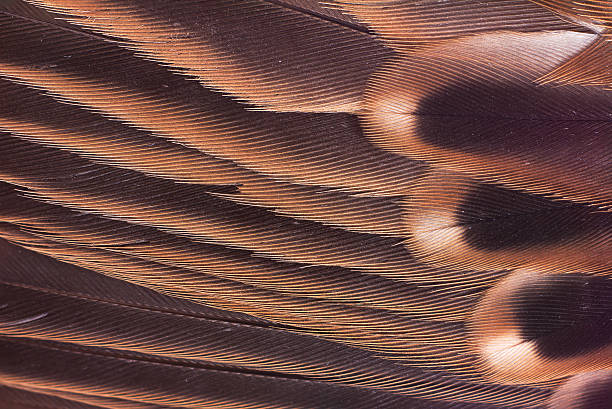 istock Close up feather of sparrow for 511884803