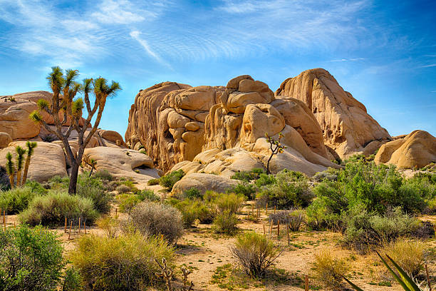 Joshua Tree National Park Boulders and Joshua Trees in Joshua Tree National Park, California. mojave desert stock pictures, royalty-free photos & images
