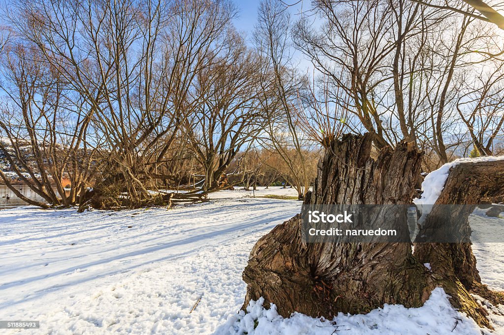 texture of timber texture of timber in winter with a warm sunlight and flarenatural texture of bark and timber under snow in winter Backgrounds Stock Photo