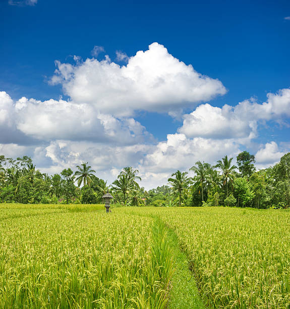 tropical landscape with green rice filed, palm trees and blue cloudy sky