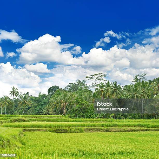 Green Rice Filed Palm Trees And Blue Sky Stock Photo - Download Image Now - Agricultural Field, Agriculture, Asia