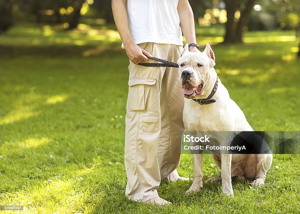 Man and Dog Argentino walk in the park. Man and Dogo Argentino walk in the park. Activity Stock Photo